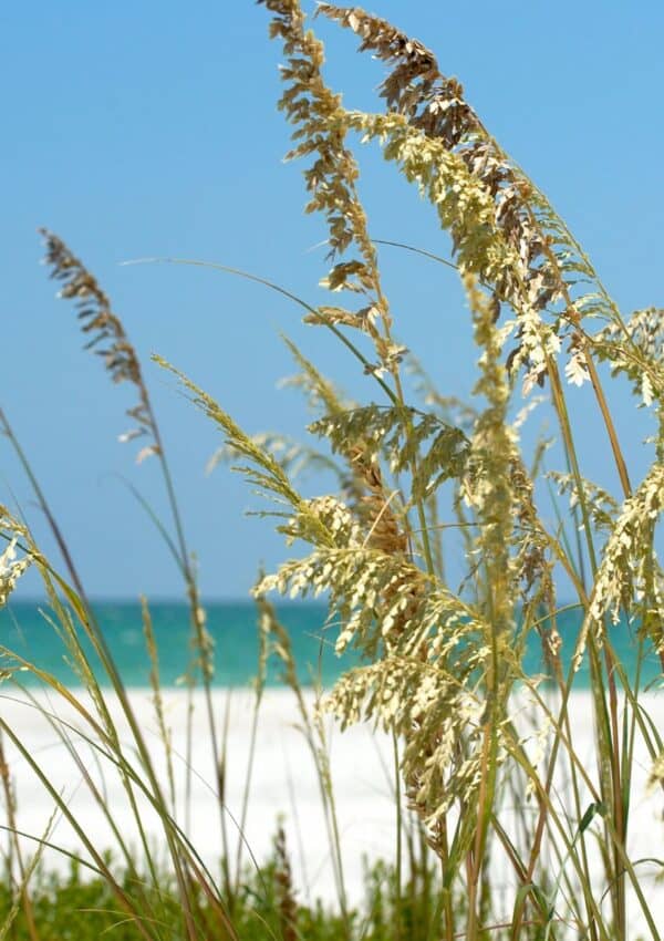 Sea oats on beach.