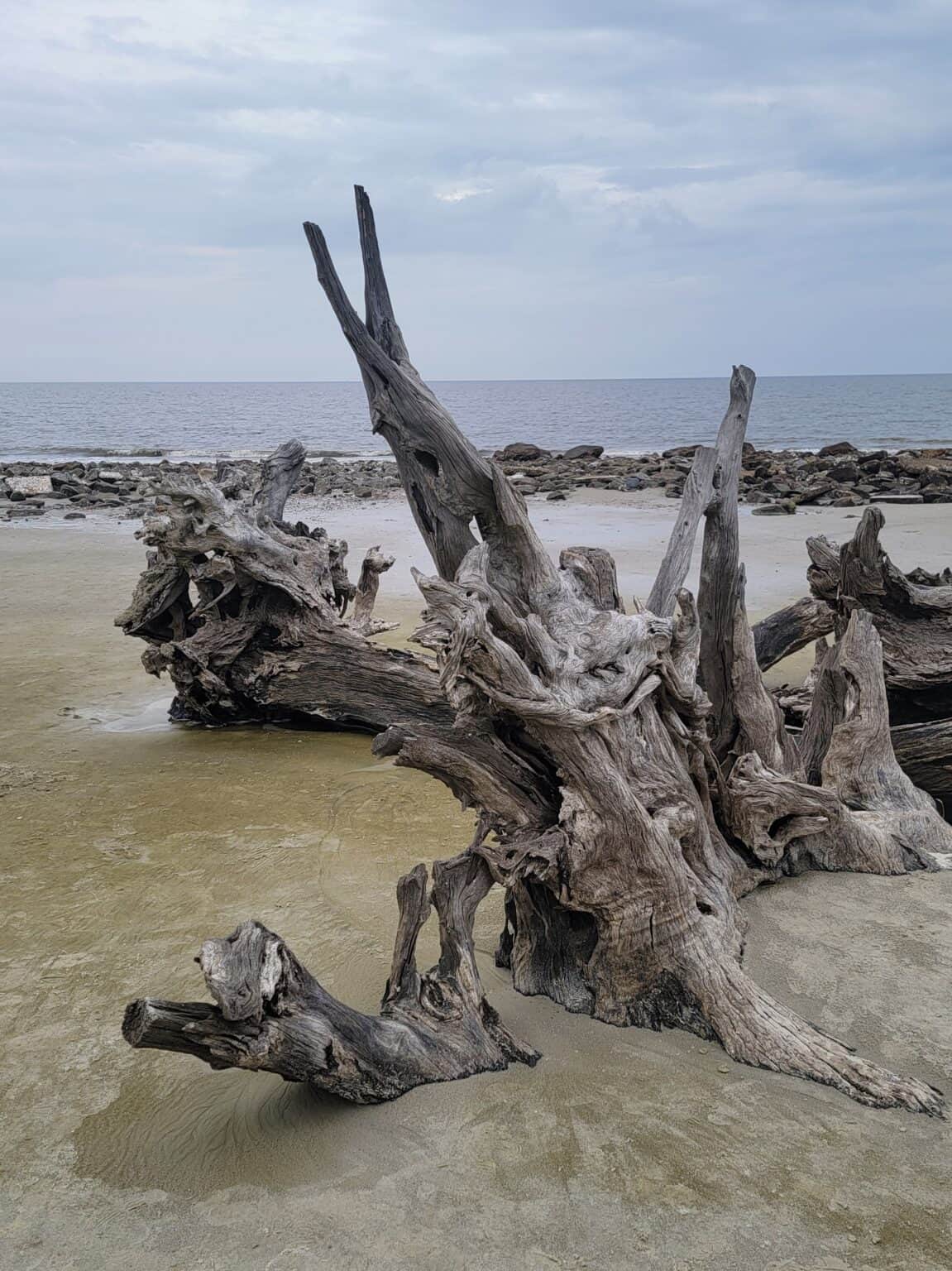 Your Guide to Driftwood Beach, Jekyll Island (2025)