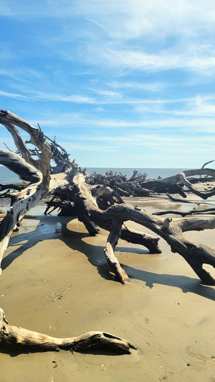 Your Guide to Driftwood Beach, Jekyll Island