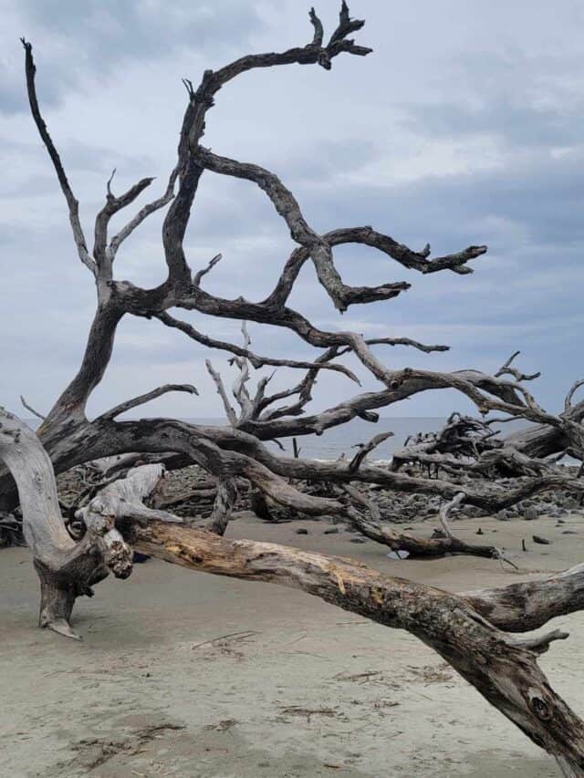 Jekyll Island Tide Chart