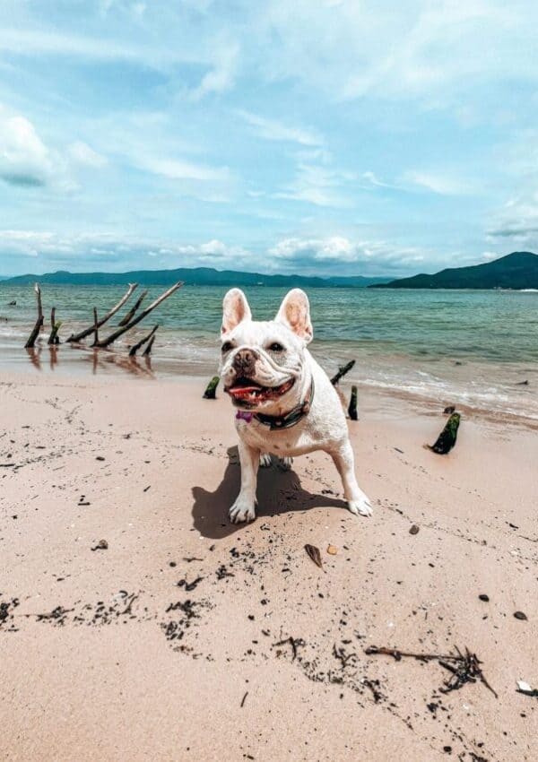 small white dog on beach