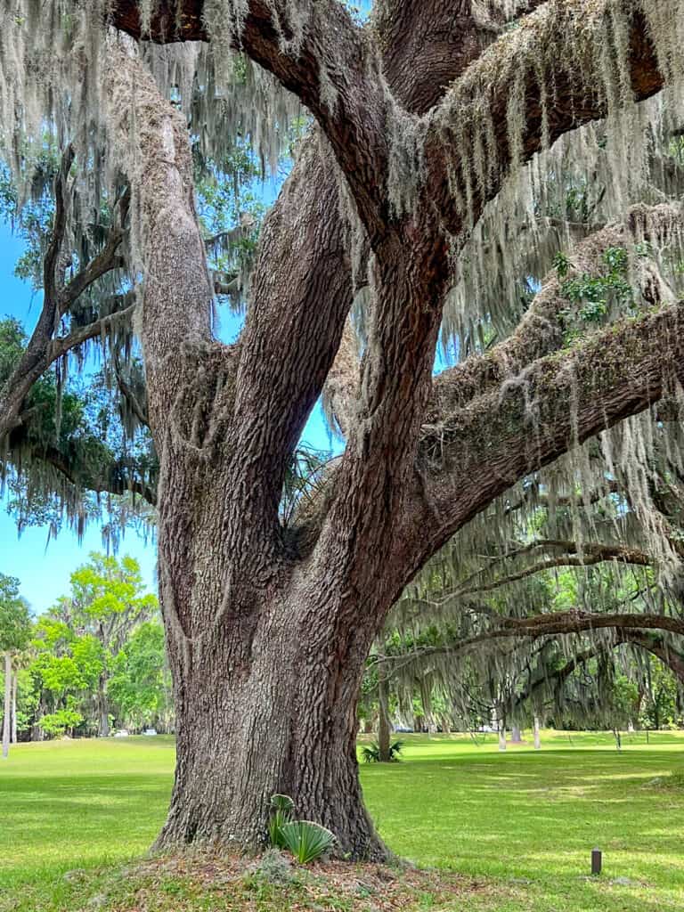 oak tree with spanish moss. 