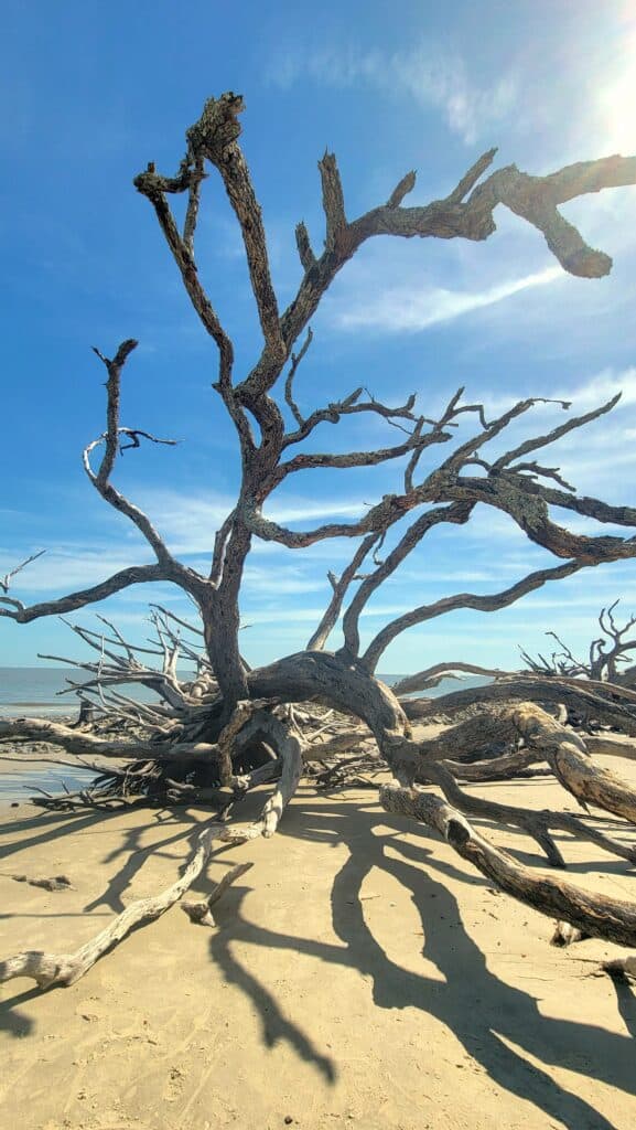 Driftwood beach on jekyll island