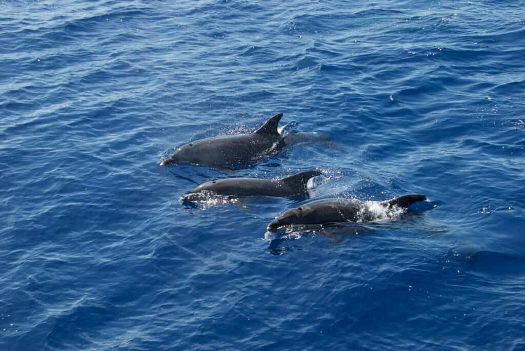 dolphins in the water on Tybee Island