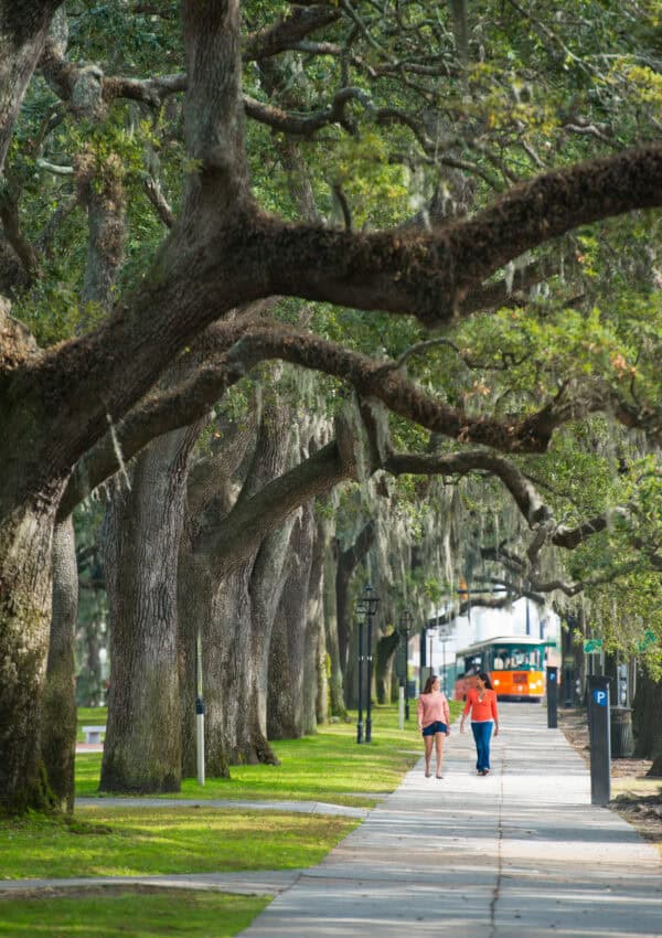 sidewalk with oak trees in Savannah.