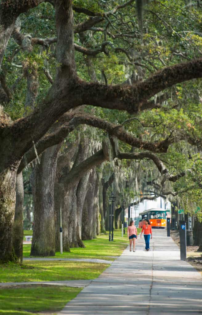 sidewalk with oak trees in Savannah.