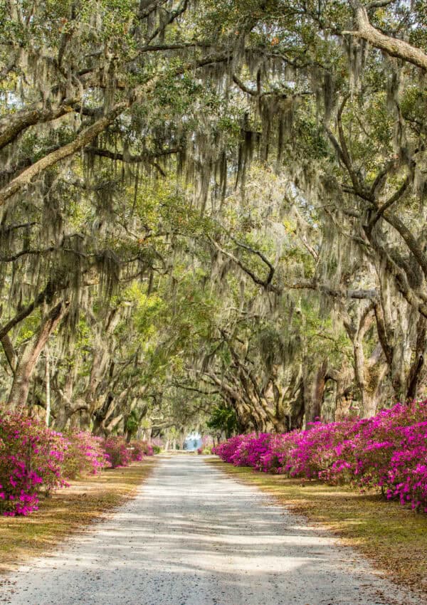 Savannah, Georgia: Overview of the Historic Southern City
