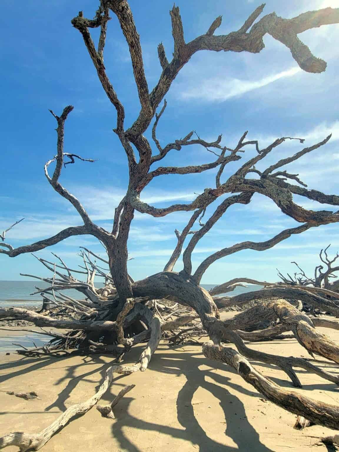 Driftwood beach on Jekyll Island.
