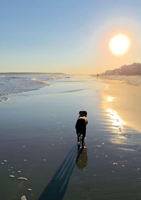Nala walking down East Beach on St. Simons Island