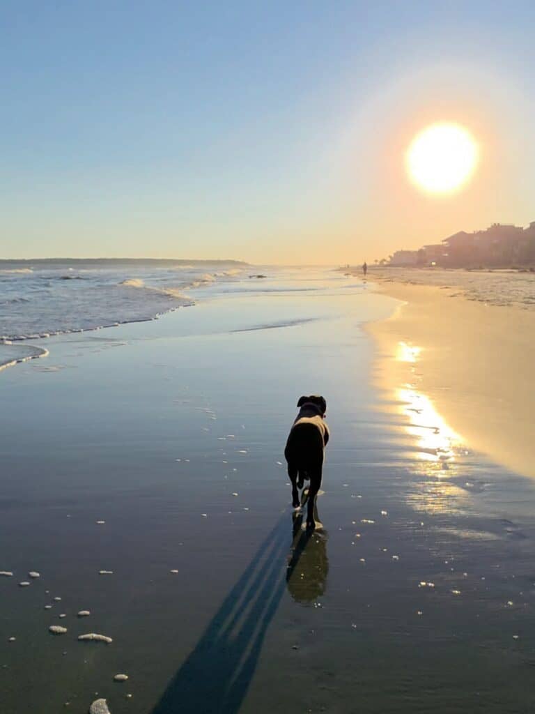 A dog walking down East Beach on St. Simons Island