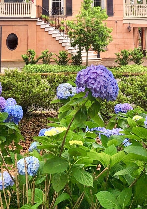 hydranges blooming in savannah historic district.
