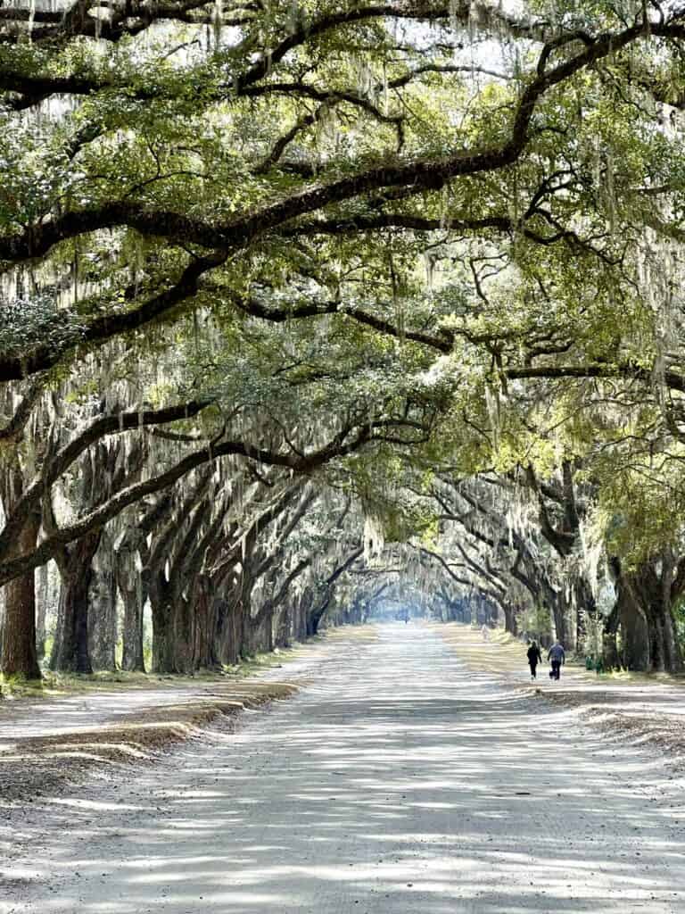 live oak tree shaded drive in Savannah.