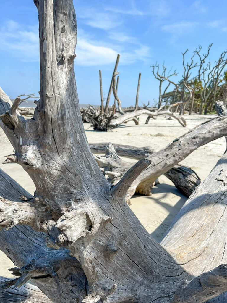 Driftwood Beach on Jekyll Island. 