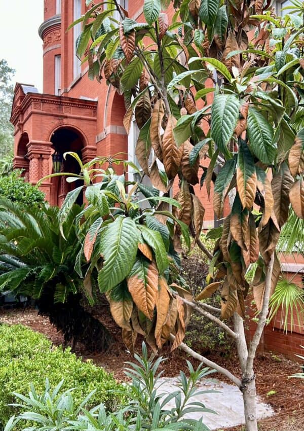 hotel in savannah with fall colors.