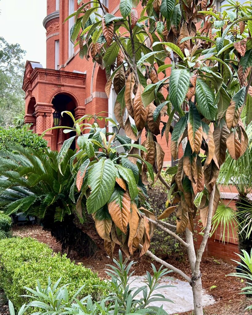 hotel in savannah with fall colors. 